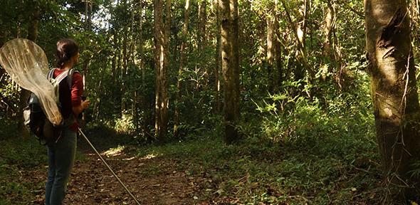 Read more about the article Tropical butterflies’ wings could help them withstand climate change