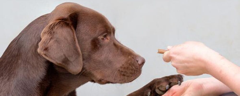 Genetic mutation in a quarter of all Labradors hard-wires them for obesity