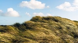 A daytime view of grassy sand dunes