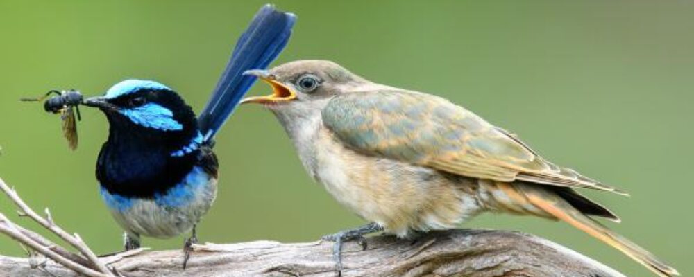 Cuckoos evolve to look like their hosts – and form new species in the process