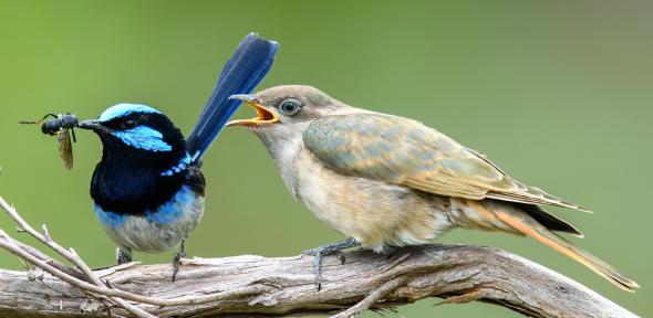 You are currently viewing Cuckoos evolve to look like their hosts – and form new species in the process