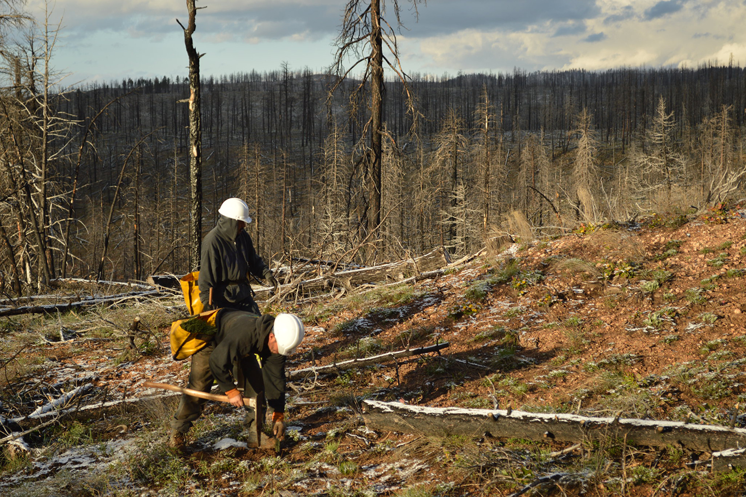 Read more about the article How wildfires change soil chemistry