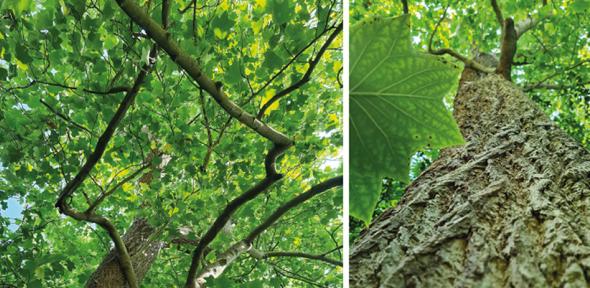 You are currently viewing Scientists discover entirely new wood type that could be highly efficient at carbon storage