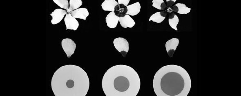 Flowers use adjustable ‘paint by numbers’ petal designs to attract pollinators