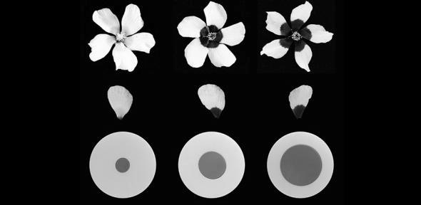 You are currently viewing Flowers use adjustable ‘paint by numbers’ petal designs to attract pollinators