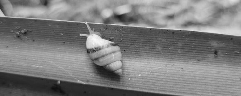 ‘Extinct’ snails found breeding in French Polynesia