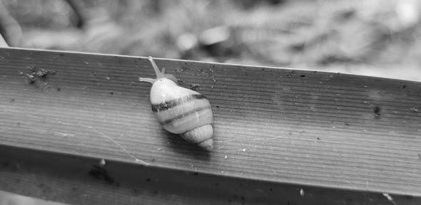 You are currently viewing ‘Extinct’ snails found breeding in French Polynesia