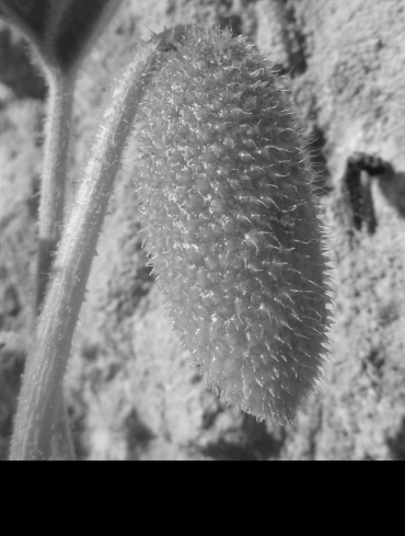 A green, oval shaped fruiting body hanging from a plant stem, covered in little hairs.