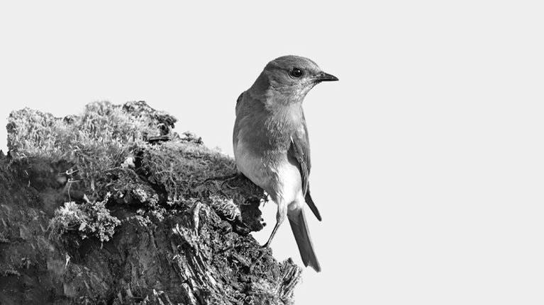 A male Eastern Bluebird perched on top of a mossy branch and set against a light blue background.