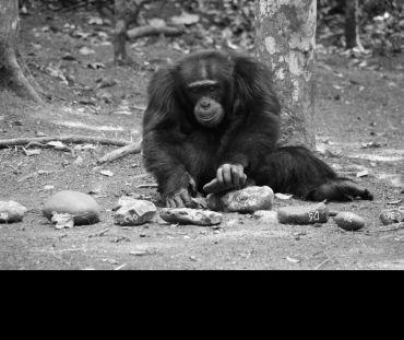 A chimpanzee sits on the ground in a forest. He is surrounded by stones of various sizes, which have chalk labels on (for instance ‘D6’, C40’). The chimpanzee holds a stone in its left hand and is pushing it against a larger stone.