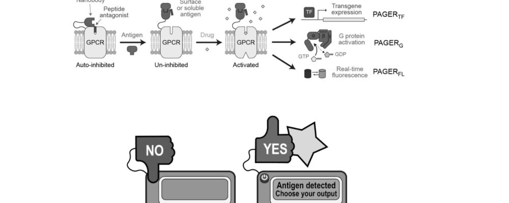 New tool enhances control of cellular activity