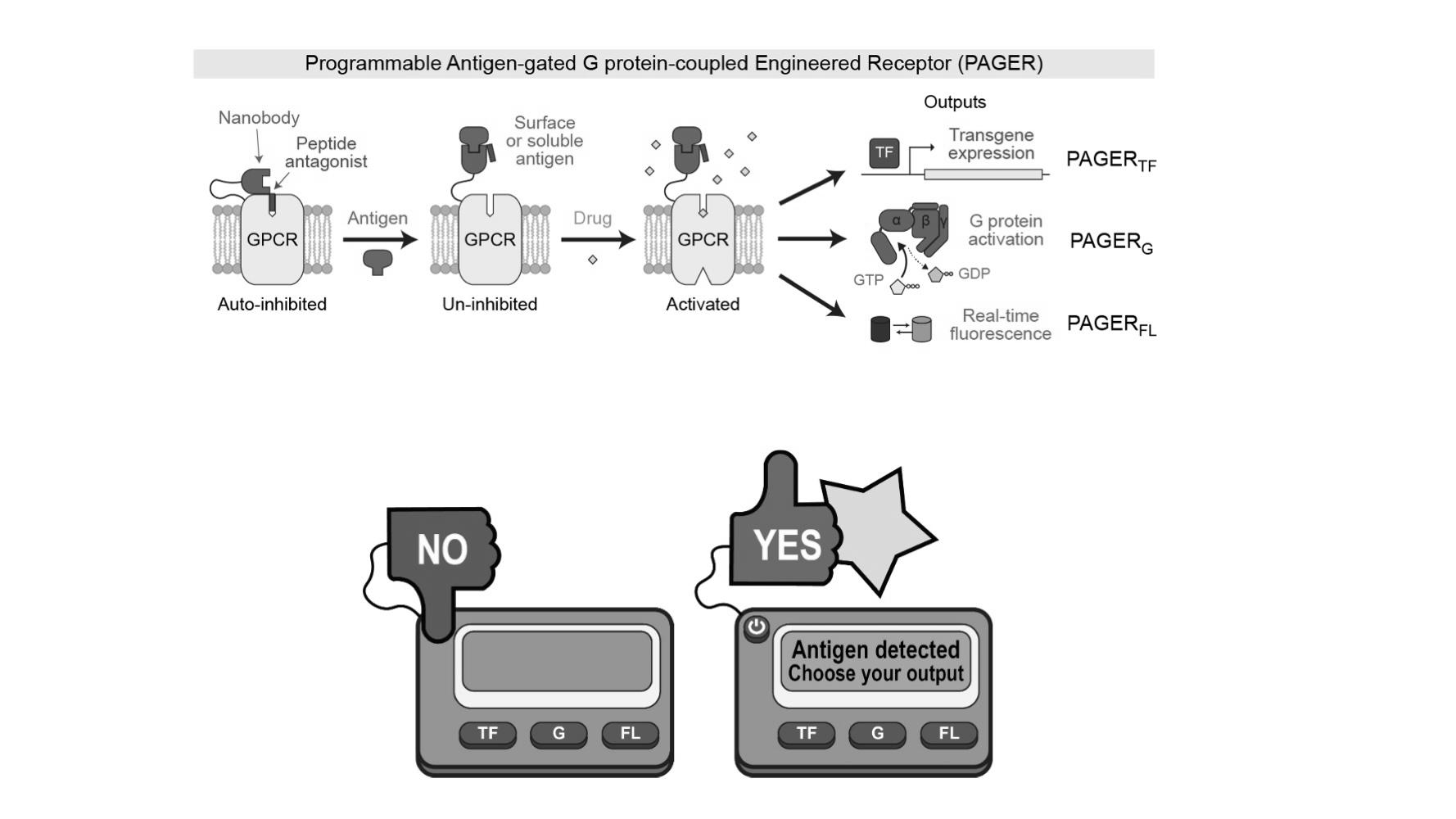 Read more about the article New tool enhances control of cellular activity