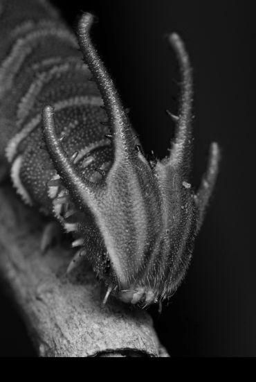 Close up of a green caterpillar with four distinct prongs on its head.