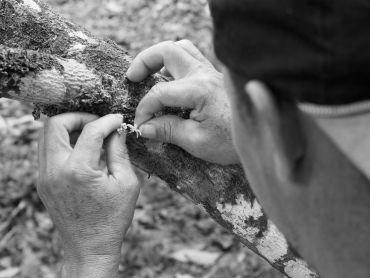 A smallholder farmer conducting hand pollination in Bahia, Brazil