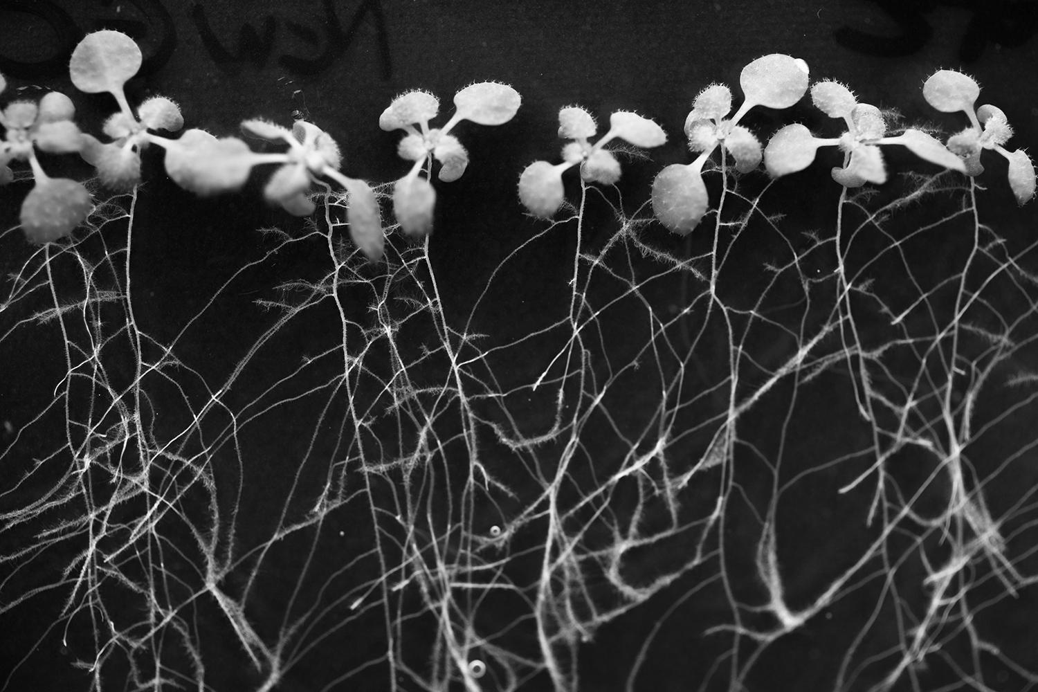 Arabidopsis seedlings growing on a gel medium to investigate root responses to moisture.