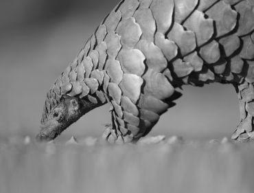 Close-up of a pangolin, a scaly mammal with a long snout.