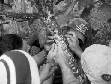 Training smallholding farmers to hand pollinate cocoa trees in Bahia, Brazil