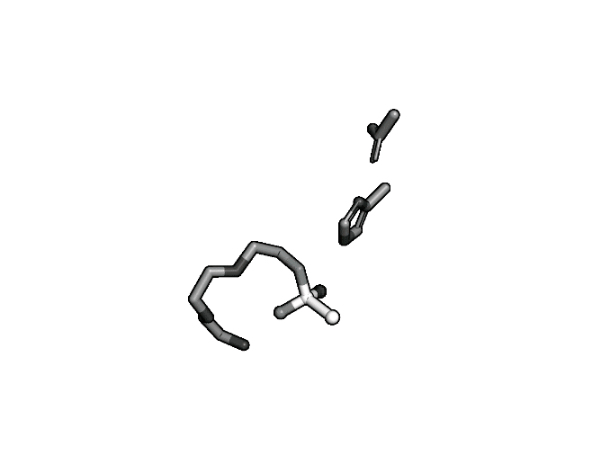 Animation showing the transition state of a serine protease the serine protease reaction site.